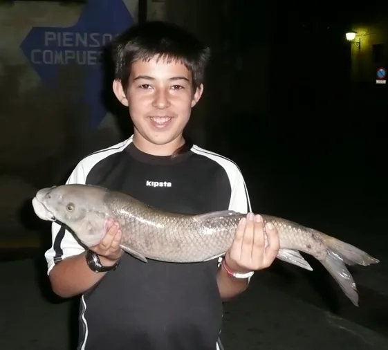 Un barbo gigantesco en las aguas del Duero
