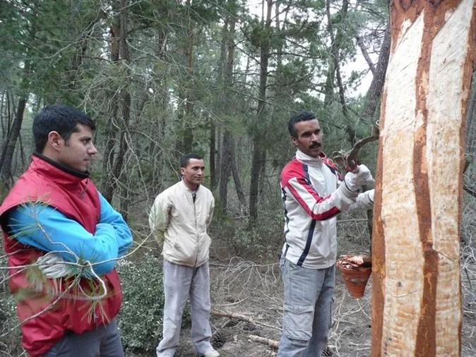 Tierras del Cid forma a una treintena de resineros