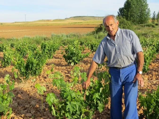 Viñedos a la espera del verano