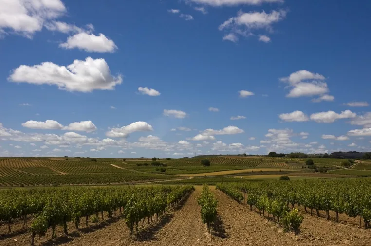 La Ruta del Vino marcada como accesible según Predif