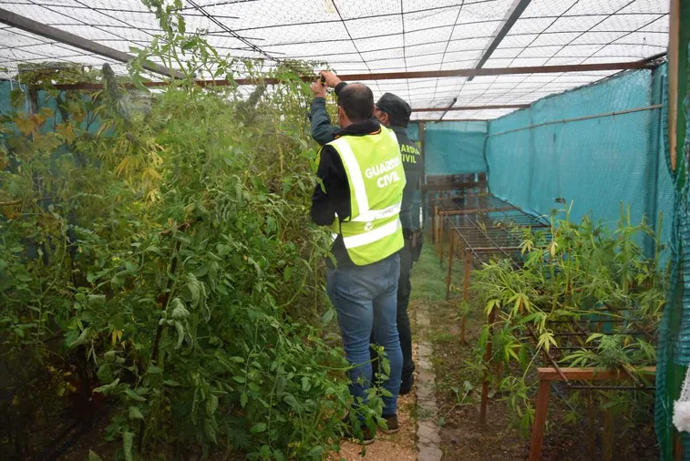 La Guardia Civil detiene a dos personas por una plantación de cannabis
