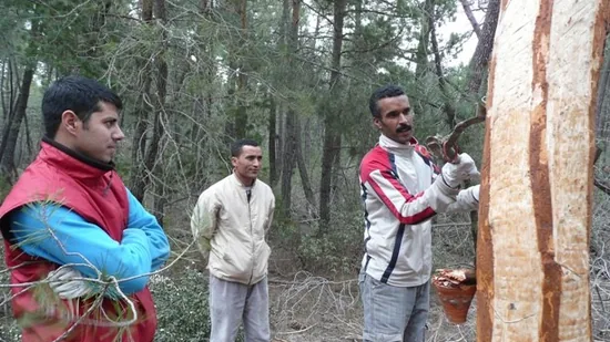 Tierras del Cid forma a una treintena de resineros