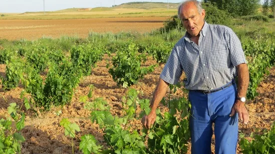 Viñedos a la espera del verano