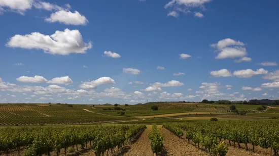 La Ribera del Duero se consolida como segunda D.O.
